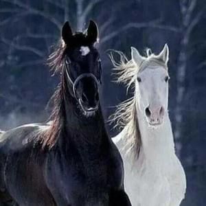 Meet your Posher, Lorraine